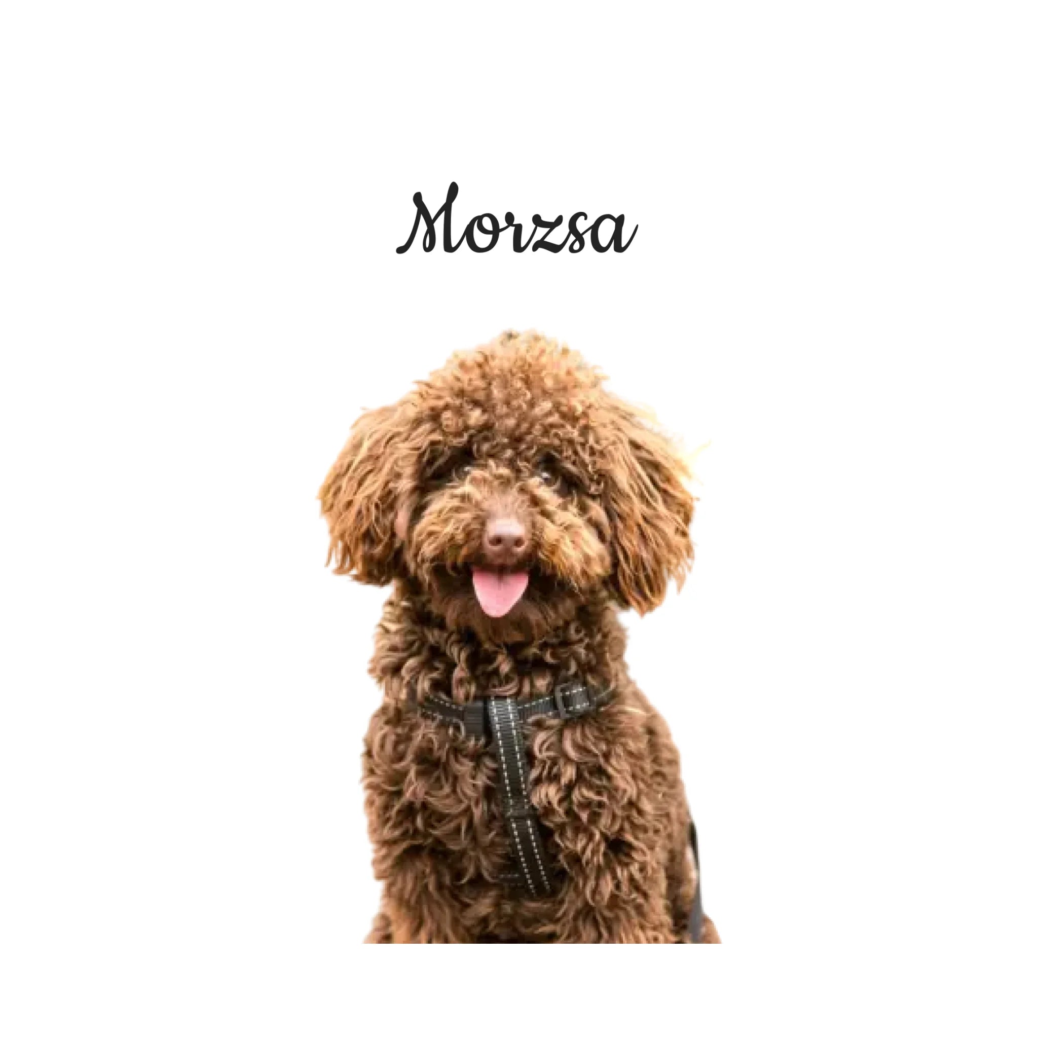 Egyedi Fényképes Kutyás Párna Névvel